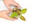 Wise investment, business, make money, interest, and savings concept. Hands holding glass jar of coins with growing plant.