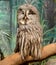 Wise looking owl