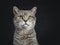 Wise looking senior British Shorthair cat, isolated on black background