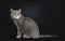 Wise looking senior British Shorthair cat, isolated on black background