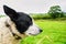 Wise old Sheep Dog in Welsh Countryside