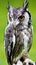 Wise owl with speckled plumage, long ears and orange eyes