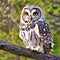 Wise owl, symbol of education, cute photorealistic illustration for use on educational materials or educational websites ai