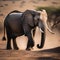 A wise and weathered elephant poses for its portrait, its tusks standing out against wrinkled skin2