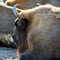 Wisent, also know as European bison Bison bonasus with steamy breath on a cold morning.