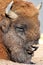 Wisent Bison bonasus also know as European bison