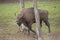 Wisent , european bison