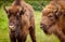 Wisent European bison (Bison bonasus) - young and elderly male