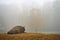 Wisent European Bison in fog