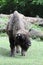 Wisent European Bison outside