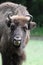 Wisent European Bison outside