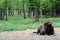 Wisent - European bison in the woods