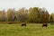 Wisent, European wood bison, Ardens, Wallonia, Belgium