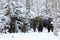 Wisent family in winter birch forest