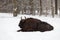 A wisent lies in the winter forest.