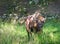 Wisent male outdoor portrait