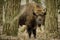 Wisent standing in the forest of the natural park, Maashorst