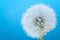 Wish flower Dandelion - Stock image