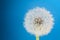 Wish flower Dandelion - Stock image