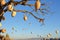 Wish tree in Cappadocia, Turkey, clay jugs on branches of a dried tree and flying hot air balloons in the background