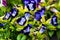 Wishbone flower, Bluewings, Torenia backgroung