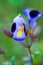 Wishbone flower or Bluewings or Torenia , beautiful purple flower blooming with green background.