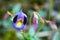 Wishbone flower or Bluewings or Torenia ,beautiful purple flower blooming with green background.