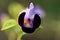 Wishbone flower, Bluewings, Torenia Purple flower
