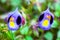 Wishbone flower or Bluewings or Torenia Torenia fournieri Linden. Exe. Fourn., beautiful purple flower blooming with green