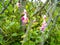 Wishbone Flower (Torenia Fournieri Catalina Pink)