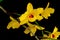 Wishbone flower,the yellow orchid of Thailand