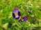 Wishbone flowers in the garden.