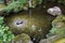 Wishing pond full of coins for prayer and good luck in a Japanese zen garden