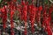 Wishing tree covered with red ribbon. China, Zhangjiajie