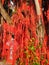 Wishing Tree decorated with red strings, old coins and prosperity wishes at Pantai Redang Beach at Sekinchan, Selangor, Malaysia