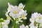 Wisley vanilla nemesia flowers