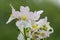 Wisley vanilla nemesia flowers