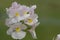 Wisley vanilla nemesia flowers