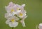 Wisley vanilla nemesia flowers