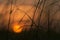 Wispy fields of grass with blurred sunset