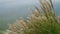 Wispy grasses blowing in the wind