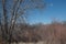 Wispy Leafless Trees and Vegetation in a March Western Colorado Wildlife refuge