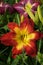 WISPY RAYS. Red flowers daylily. Beautiful red flowers daylily. Throat yellow.