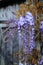 Wisteria