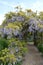 Wisteria arch at Greys Court