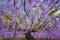 Wisteria blooming