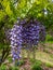 Wisteria Blooms Hanging from the Vine
