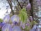 Wisteria Blooms and Leaves