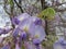 Wisteria Blooms and Leaves2