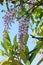 Wisteria blooms in long lilac flowers